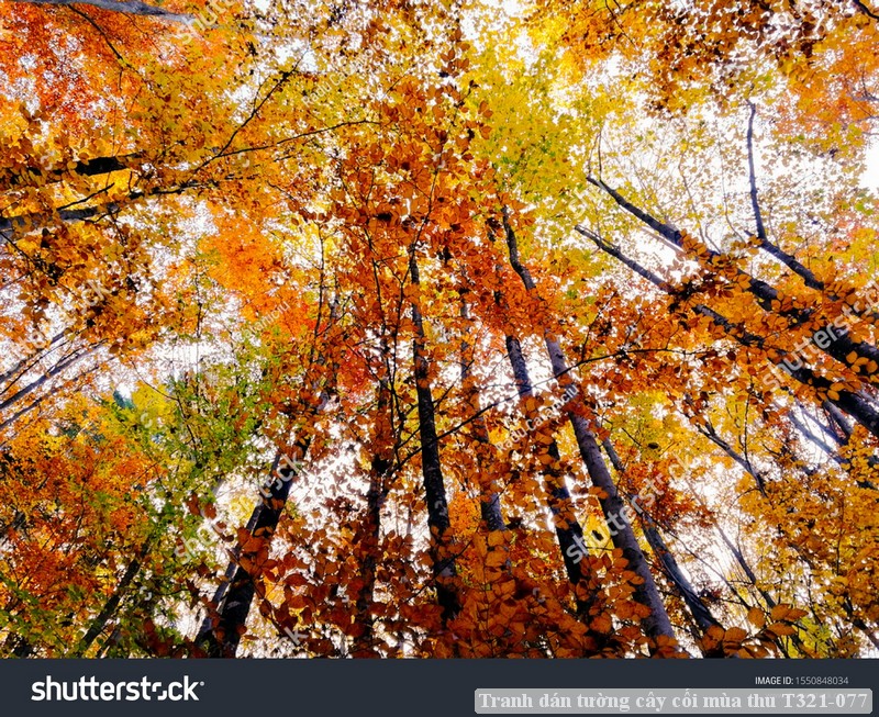 Tranh dán tường cây cối mùa thu T321-077